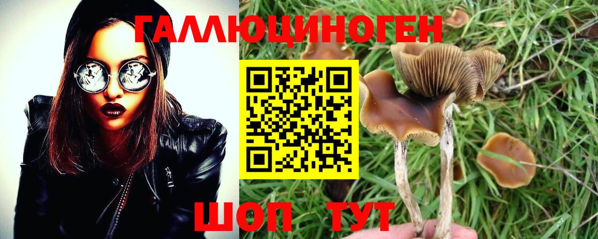 Псилоцибиновые грибы Cubensis  Вход с VPN  Заводоуковск 